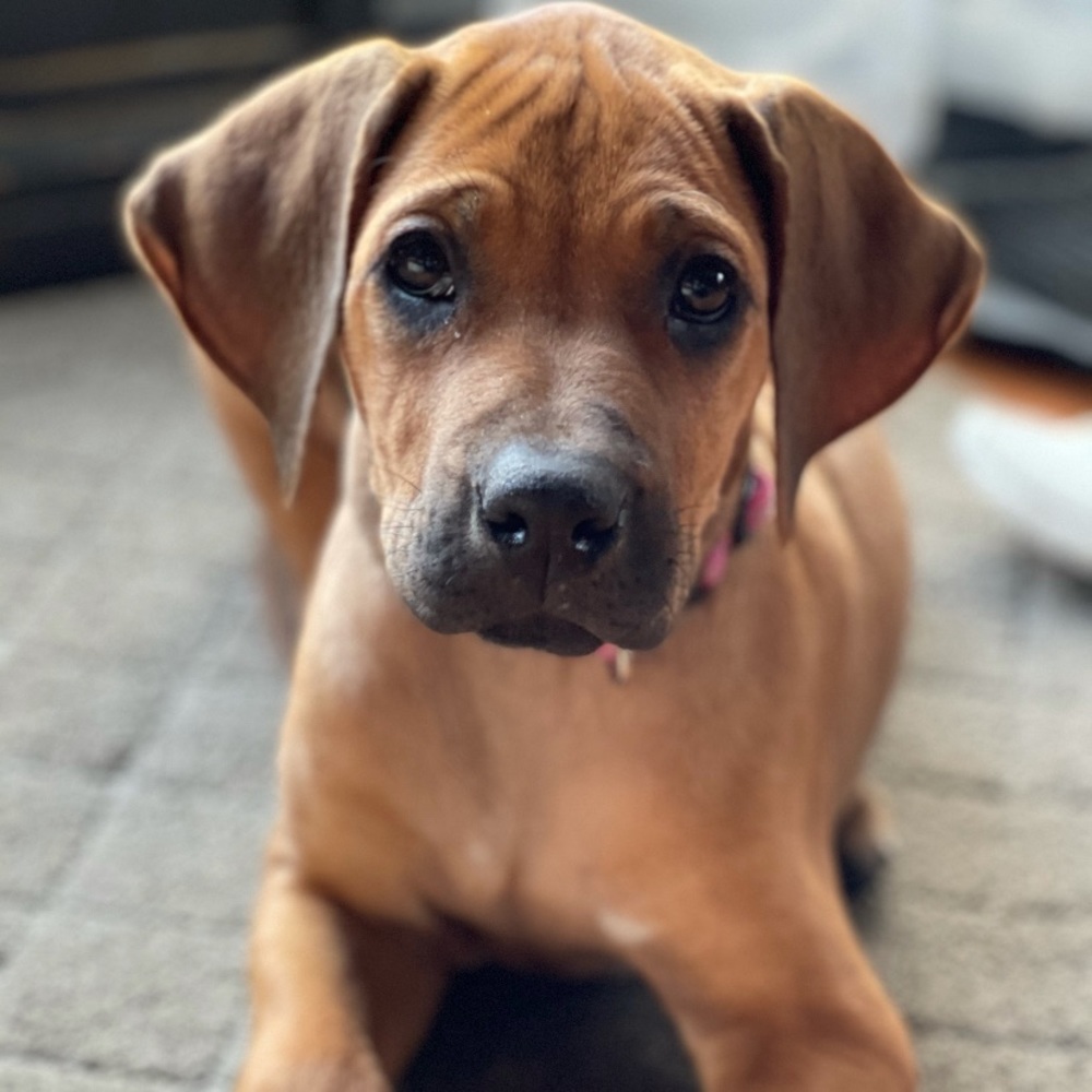 Meet your Posher, Morgan